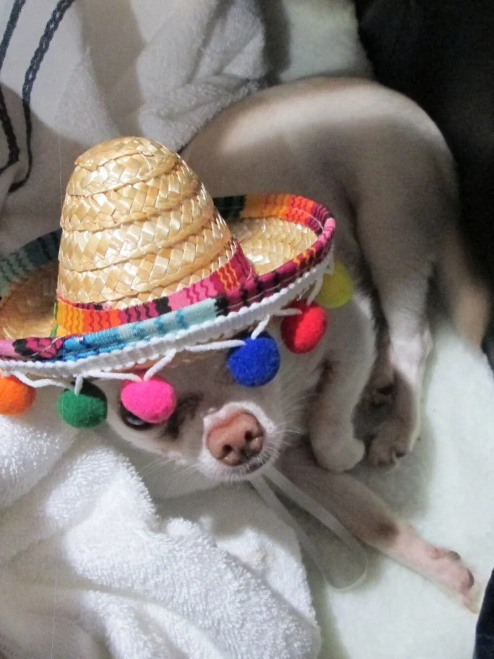 Pop Pom embellished sombrero hat for small dogs adjustable